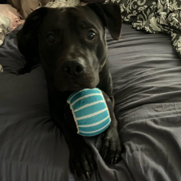 Meet your Posher, Sarah - Picture 5 of 5